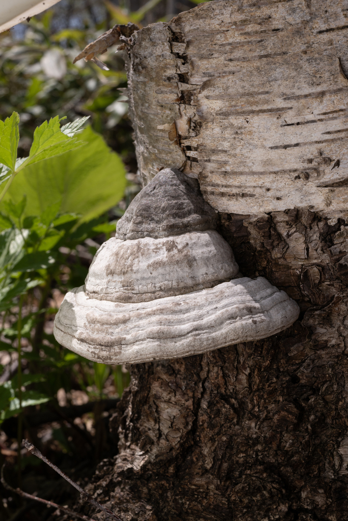 Fomes fomentarius · May 2026 · photo: © invertebratist (iNaturalist, cc-by-nc)