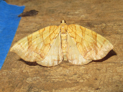 Eulithis gracilineata