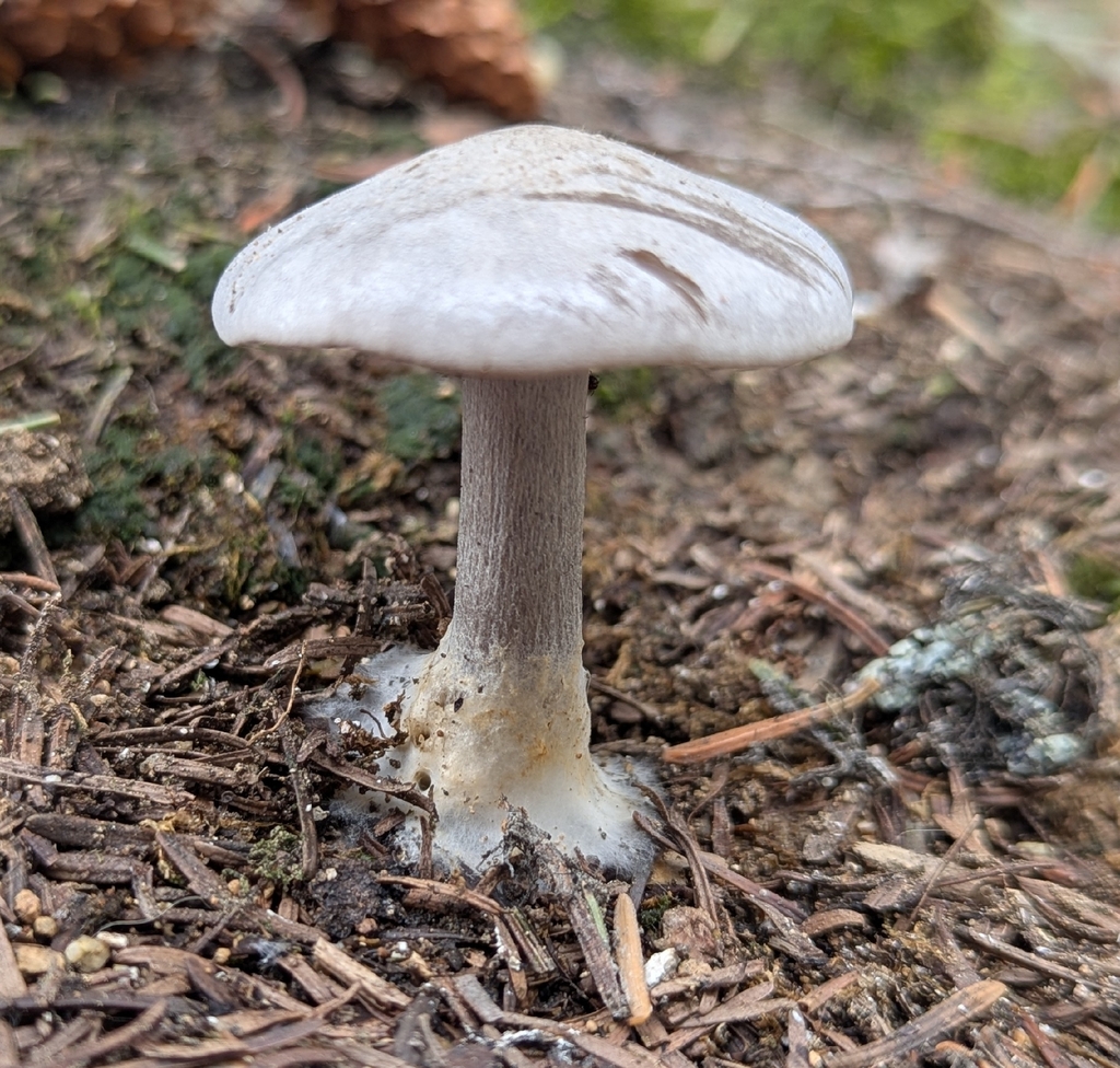 Snowmelt Clitocybe · May 2026 · photo: Photo: no rights reserved · iNaturalist