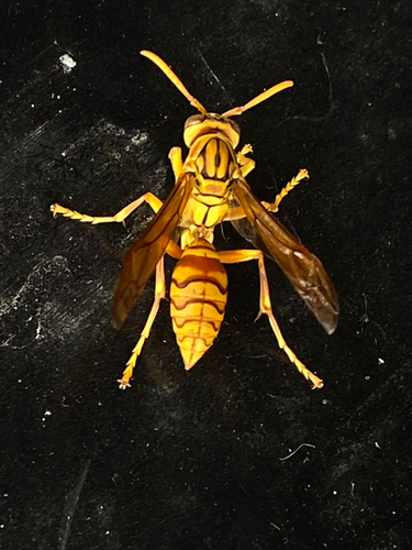 Yellow Oriental Paper Wasp
