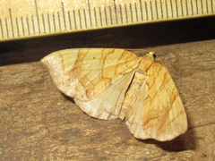 Eulithis gracilineata