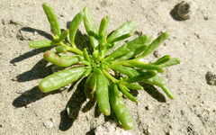 Cistanthe ambigua