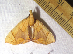 Eulithis gracilineata