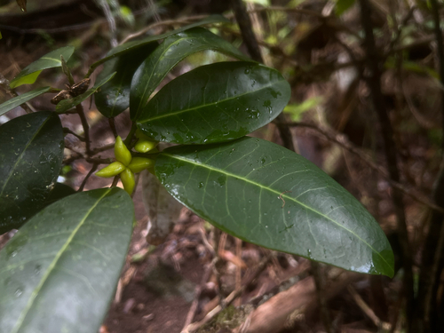 Melicope ovata observed 2026-05-09