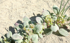 Chorizanthe corrugata