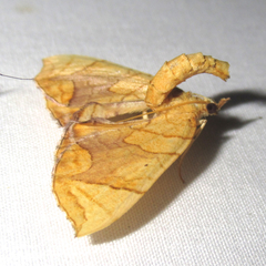 Eulithis gracilineata