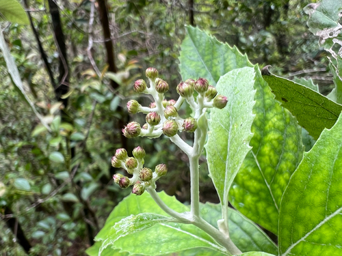 Remya kauaiensis observed 2026-05-09
