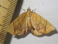 Eulithis gracilineata