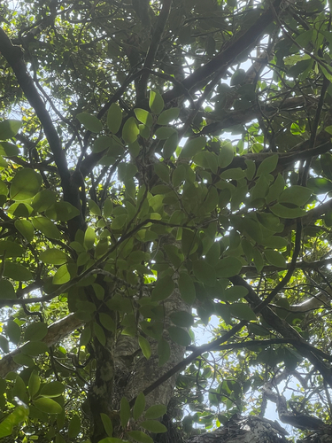 Zanthoxylum kauaense, 2026-05-09