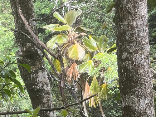 Pritchardia minor observed 2026-05-09