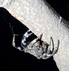 Caerostris sexcuspidata