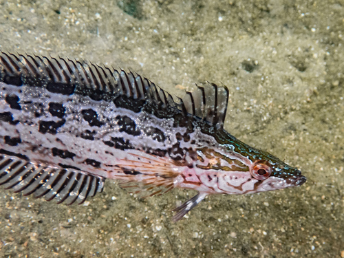 Heterostichus rostratus