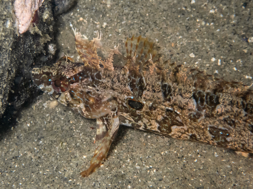 Gibbonsia elegans