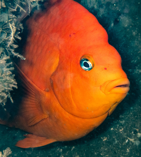 Hypsypops rubicundus