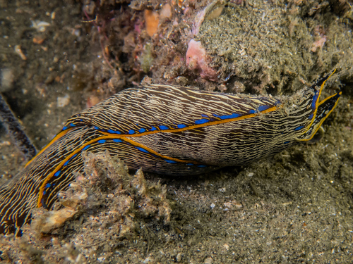 Navanax inermis