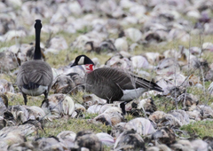 Branta canadensis occidentalis