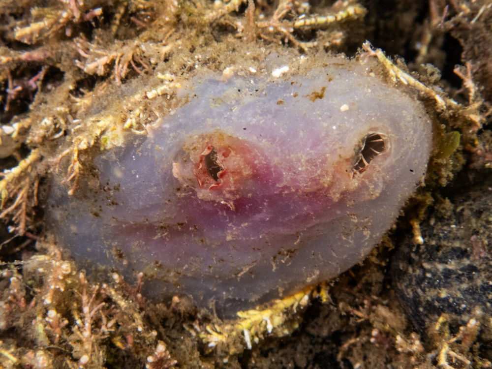 Ascidiella aspersa (Müller, 1776)