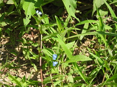 Commelina erecta