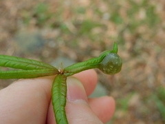 Dryocosmus quercuslaurifoliae