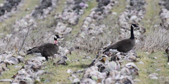 Branta canadensis occidentalis
