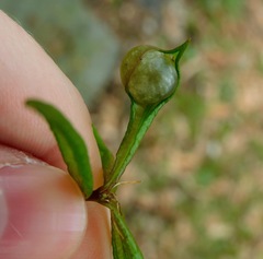 Dryocosmus quercuslaurifoliae