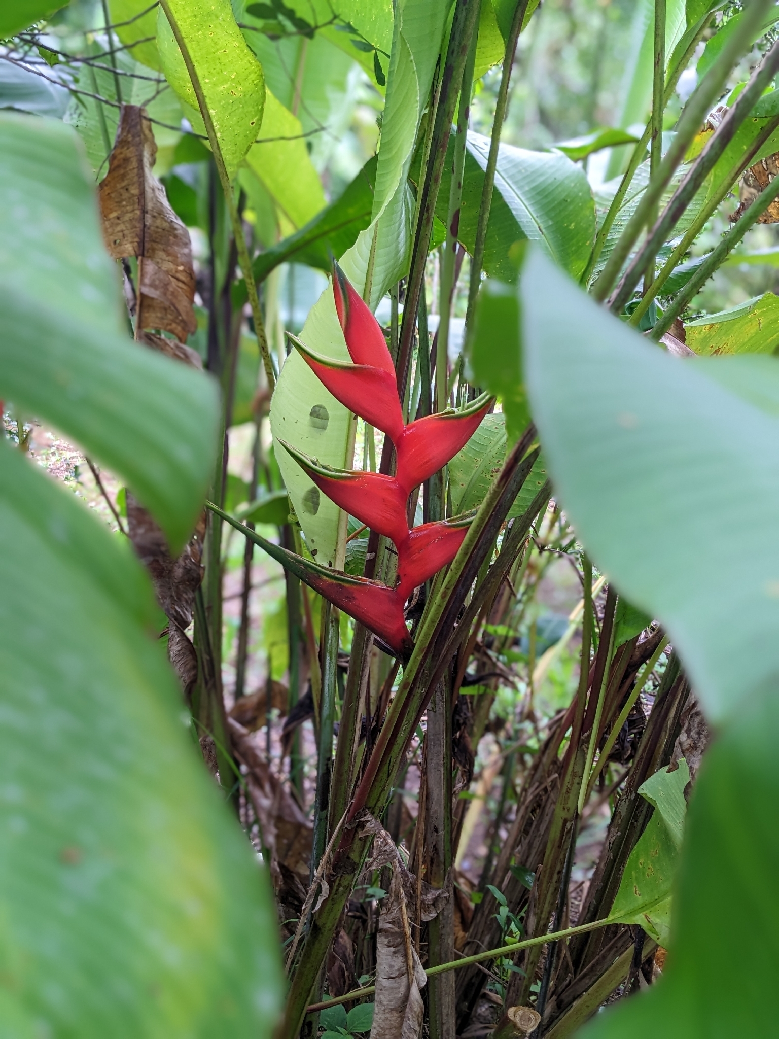 Heliconia bihai