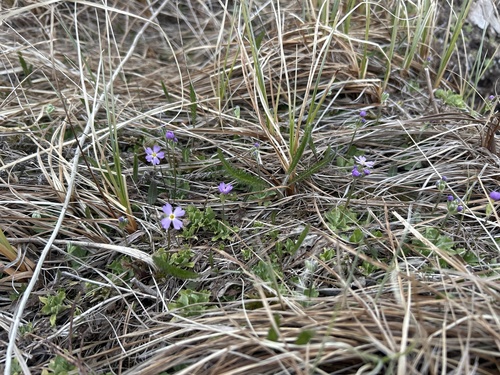 Mistassini primrose