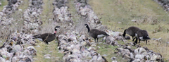 Branta canadensis occidentalis