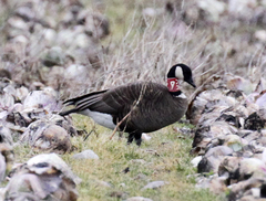 Branta canadensis occidentalis
