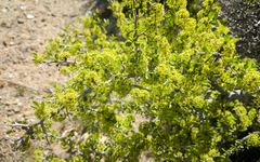 Pseudoziziphus parryi