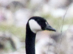Branta canadensis occidentalis