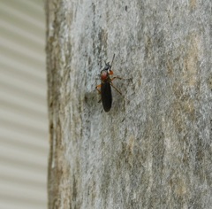 Bibio articulatus