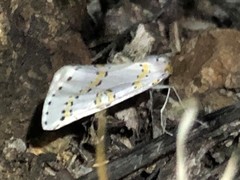 Philtraea paucimacula