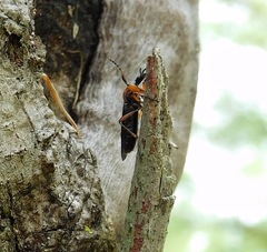 Bibio articulatus
