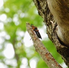 Bibio articulatus