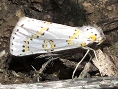 Philtraea paucimacula