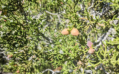 Walshomyia juniperina