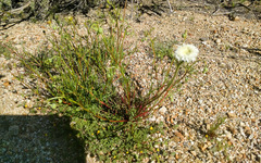 Chaenactis fremontii