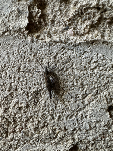 Tipula dorsimacula