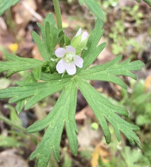 Geranium bicknellii