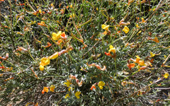 Acmispon rigidus