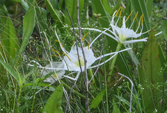 Hymenocallis liriosme, photograph (c) Jay Pruett, some rights reserved (CC BY)
