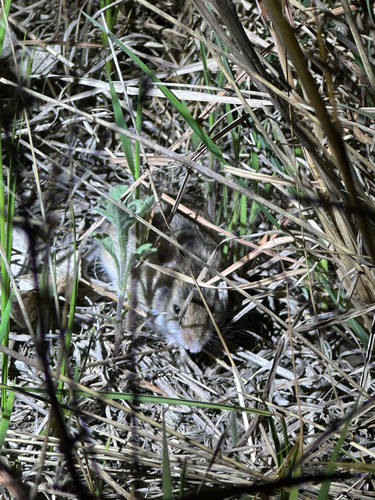 Western Deer Mouse