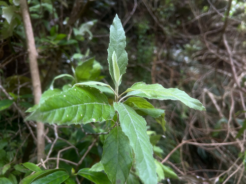 Remya kauaiensis observed 2026-05-09