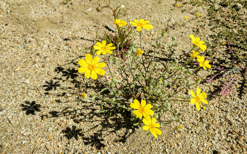 Eriophyllum ambiguum var. paleaceum