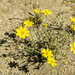 Eriophyllum ambiguum paleaceum - Photo (c) Colin Barrows, alguns direitos reservados (CC BY-NC), uploaded by Colin Barrows