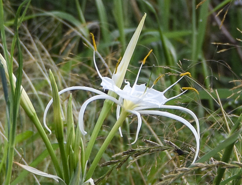 Hymenocallis liriosme, photograph 3