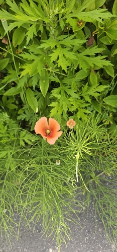 Long-headed poppy