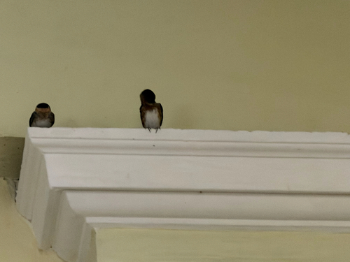 Cave Swallow