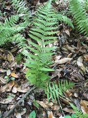 Thelypteris palustris pubescens